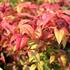 nandina-domaci-firepower.jpg