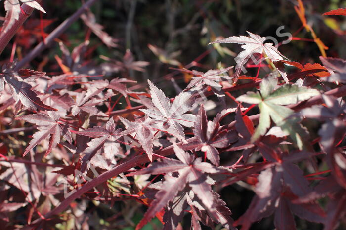 Javor dlanitolistý - Acer palmatum
