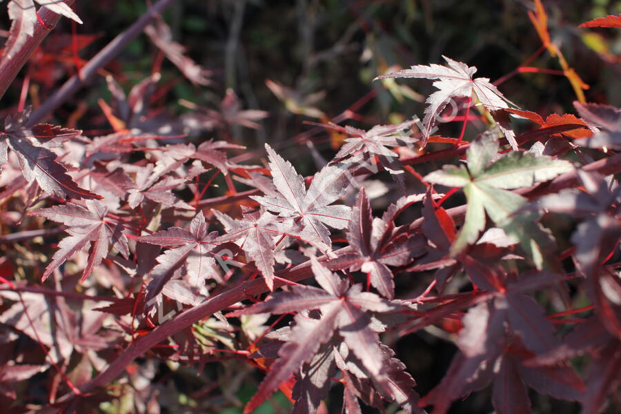 Javor dlanitolistý - Acer palmatum