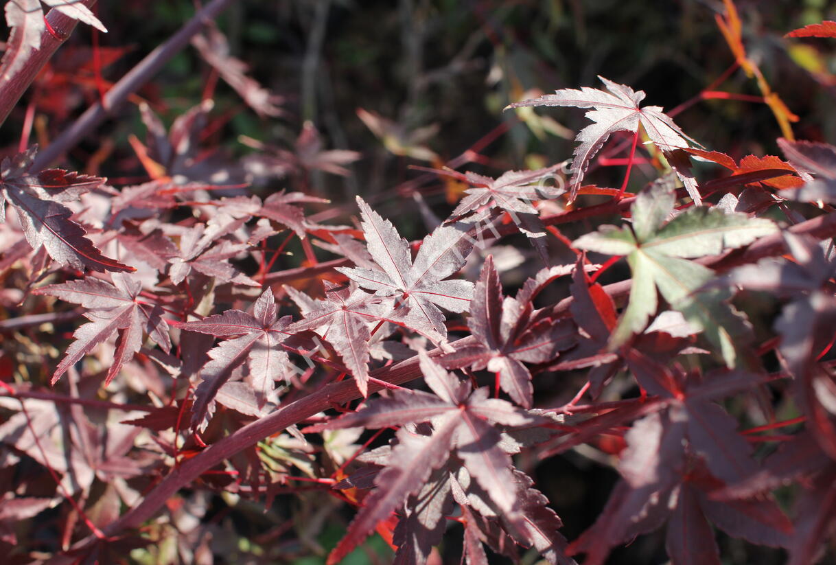 Javor dlanitolistý - Acer palmatum