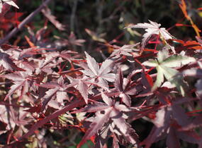 Javor dlanitolistý - Acer palmatum