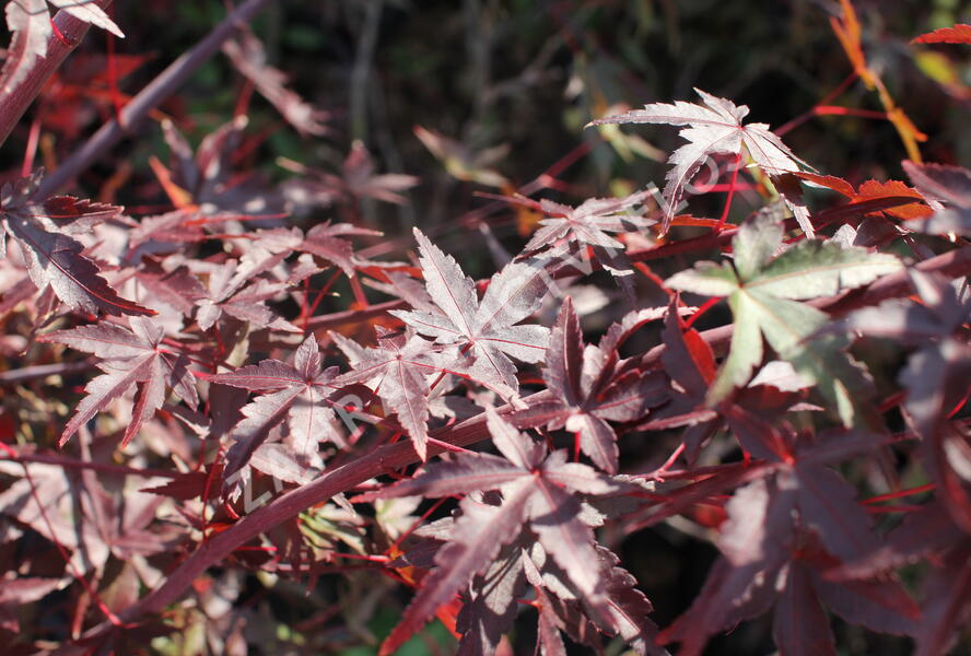 Javor dlanitolistý - Acer palmatum