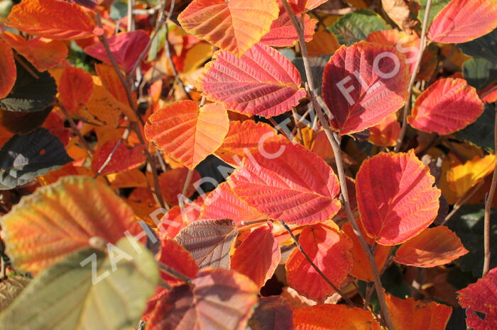 Vilín prostřední 'Ruby Glow' - Hamamelis intermedia 'Ruby Glow'