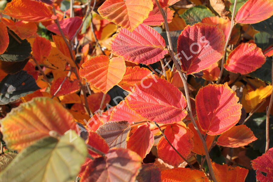 Vilín prostřední 'Ruby Glow' - Hamamelis intermedia 'Ruby Glow'