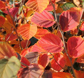 Vilín prostřední 'Ruby Glow' - Hamamelis intermedia 'Ruby Glow'