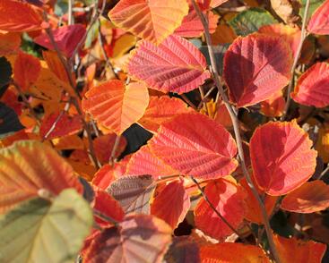 Vilín prostřední 'Ruby Glow'