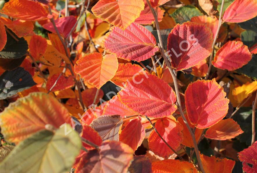 Vilín prostřední 'Ruby Glow' - Hamamelis intermedia 'Ruby Glow'
