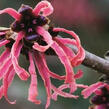 Vilín prostřední 'Ruby Glow' - Hamamelis intermedia 'Ruby Glow'