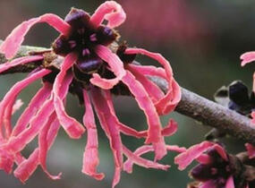 Vilín prostřední 'Ruby Glow' - Hamamelis intermedia 'Ruby Glow'
