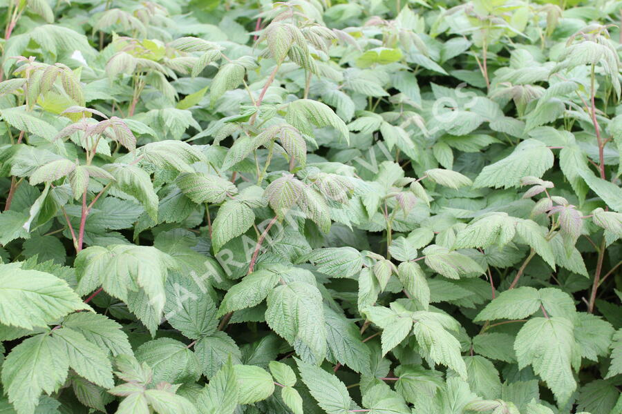 Maliník 'Summer Lovers Early' - Rubus idaeus 'Summer Lovers Early'