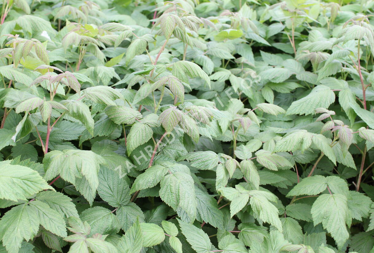 Maliník velkoplodý 'Summer Lovers Early' - Rubus idaeus 'Summer Lovers Early'