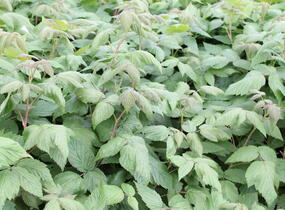 Maliník velkoplodý 'Summer Lovers Early' - Rubus idaeus 'Summer Lovers Early'