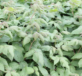 Maliník 'Summer Lovers Early' - Rubus idaeus 'Summer Lovers Early'