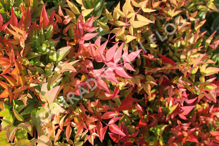 Nandina domácí 'Gulf Stream' - Nandina domestica 'Gulf Stream'