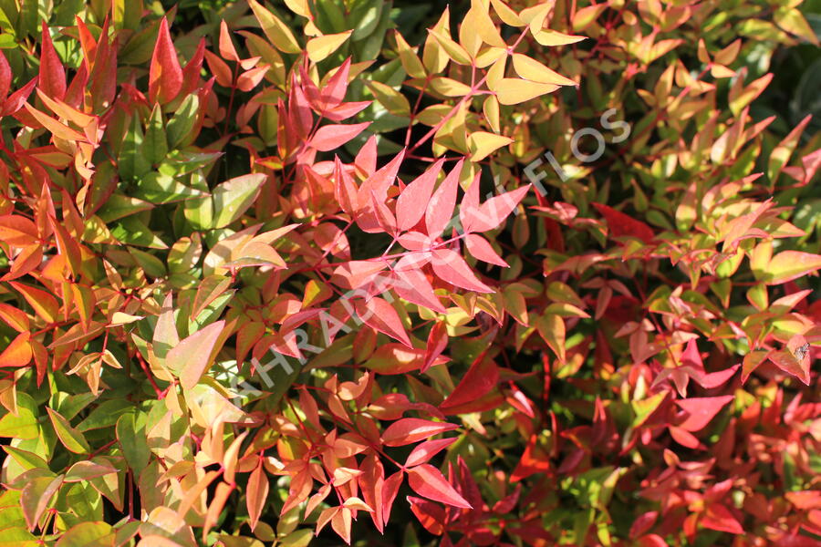 Nandina domácí 'Gulf Stream' - Nandina domestica 'Gulf Stream'