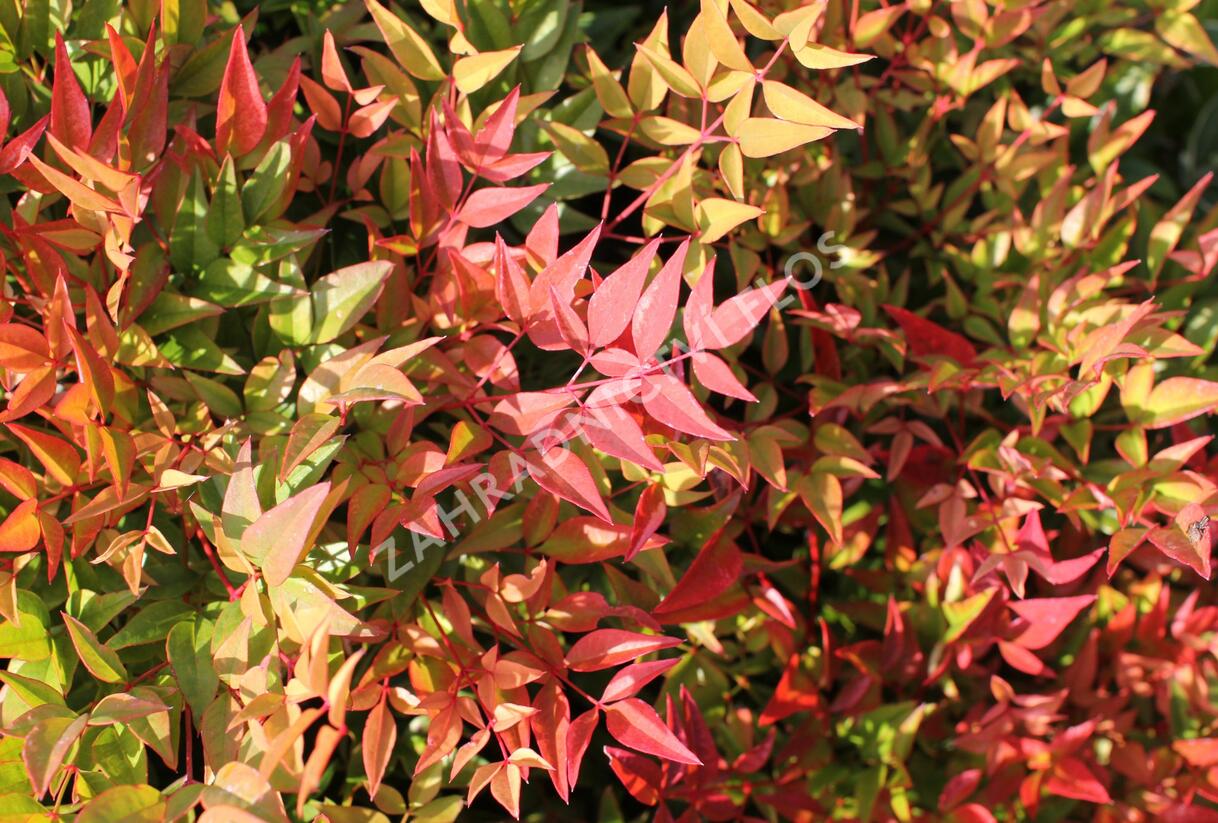 Nandina domácí 'Gulf Stream' - Nandina domestica 'Gulf Stream'