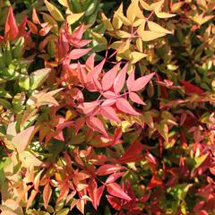 Nandina domácí 'Gulf Stream' - Nandina domestica 'Gulf Stream'