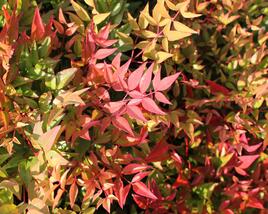 Nandina domácí 'Gulf Stream'
