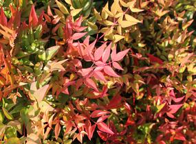 Nandina domácí 'Gulf Stream' - Nandina domestica 'Gulf Stream'