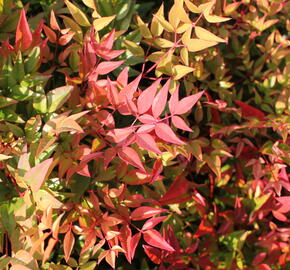 Nandina domácí 'Gulf Stream' - Nandina domestica 'Gulf Stream'