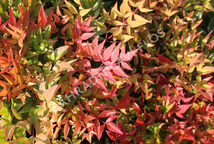 Nandina domácí 'Gulf Stream' - Nandina domestica 'Gulf Stream'