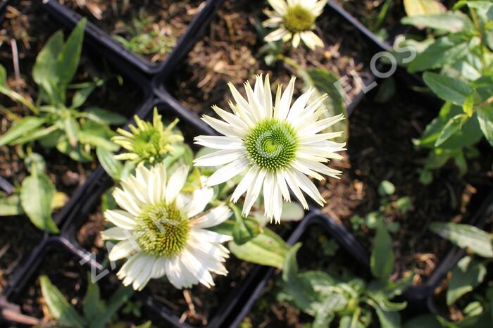Třapatkovka 'Virgin - Echinacea purpurea 'Virgin'