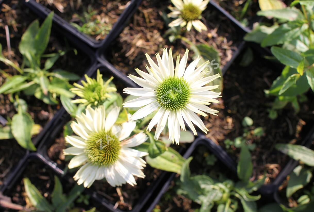 Třapatkovka 'Virgin - Echinacea purpurea 'Virgin'
