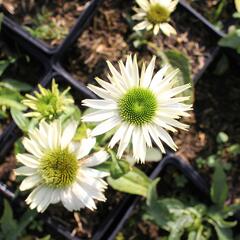Třapatkovka 'Virgin - Echinacea purpurea 'Virgin'