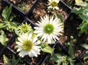 Třapatkovka 'Virgin - Echinacea purpurea 'Virgin'