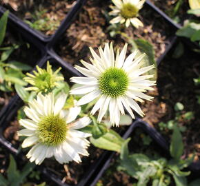 Třapatkovka 'Virgin - Echinacea purpurea 'Virgin'