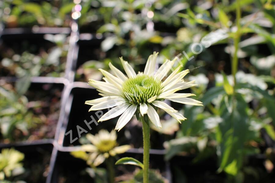 Třapatkovka 'Virgin - Echinacea purpurea 'Virgin'