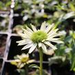 Třapatkovka 'Virgin - Echinacea purpurea 'Virgin'