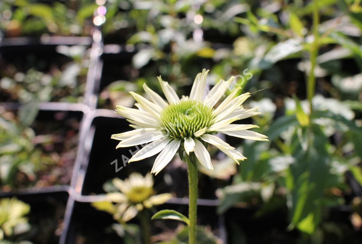 Třapatkovka 'Virgin - Echinacea purpurea 'Virgin'