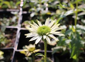 Třapatkovka 'Virgin - Echinacea purpurea 'Virgin'