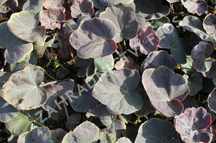 Dlužicha 'XXL' - Heuchera hybrida 'XXL'