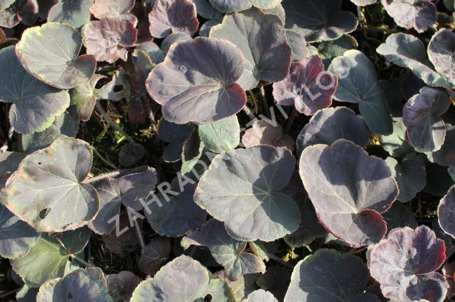 Dlužicha 'XXL' - Heuchera hybrida 'XXL'