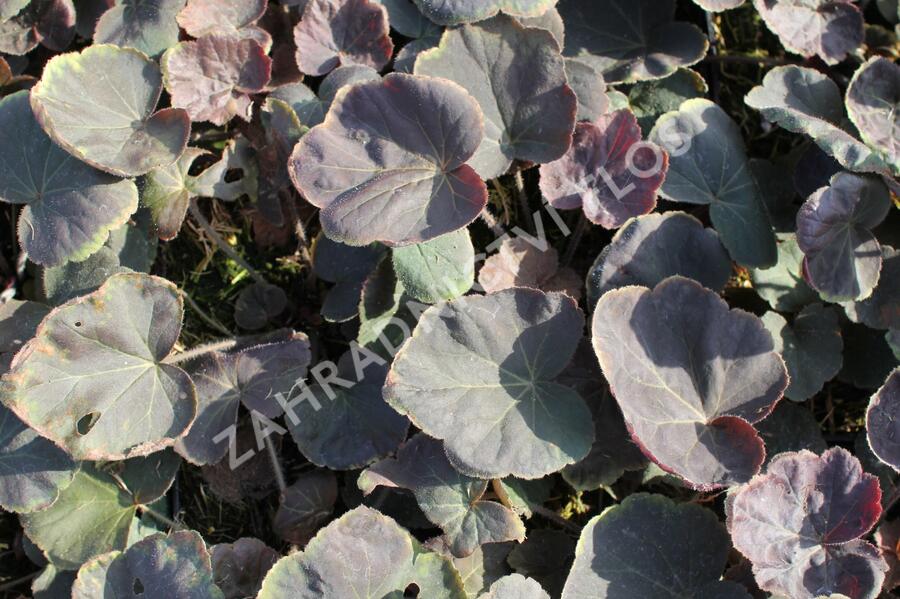 Dlužicha 'XXL' - Heuchera 'XXL'