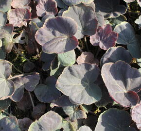 Dlužicha 'XXL' - Heuchera hybrida 'XXL'