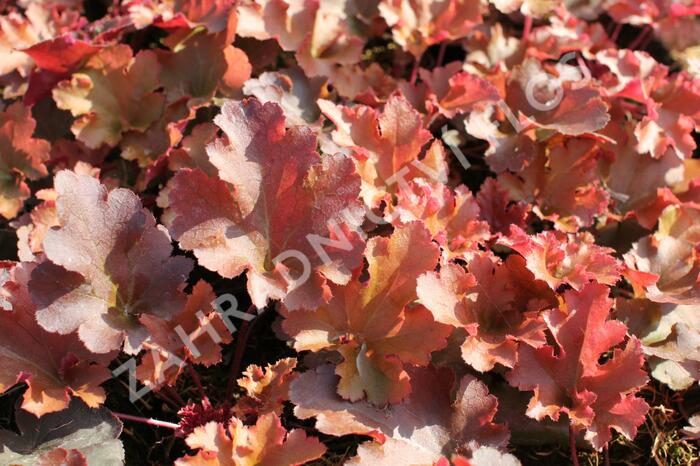 Dlužicha 'Zipper' - Heuchera 'Zipper'