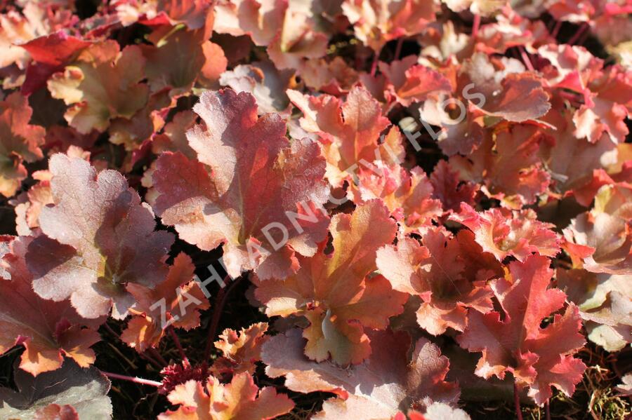 Dlužicha 'Zipper' - Heuchera 'Zipper'