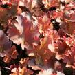 Dlužicha 'Zipper' - Heuchera 'Zipper'