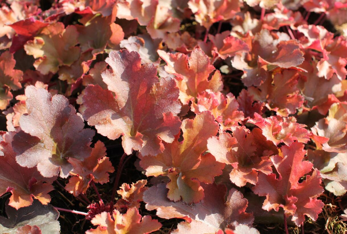 Dlužicha 'Zipper' - Heuchera hybrida 'Zipper'