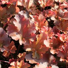 Dlužicha 'Zipper' - Heuchera 'Zipper'