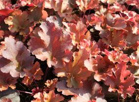 Dlužicha 'Zipper' - Heuchera hybrida 'Zipper'