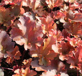 Dlužicha 'Zipper' - Heuchera 'Zipper'