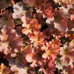 Dlužicha 'Zipper' - Heuchera 'Zipper'
