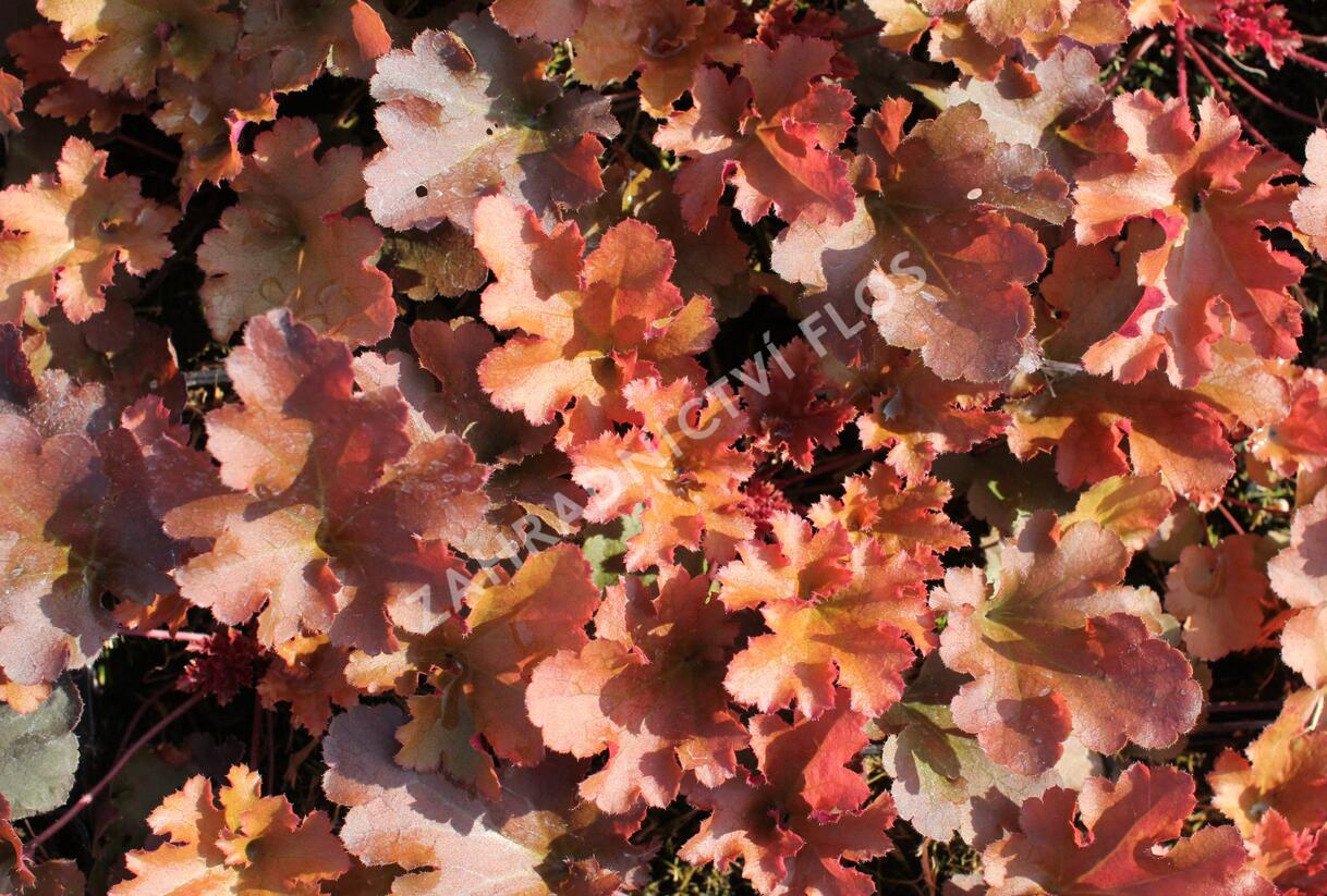 Dlužicha 'Zipper' - Heuchera hybrida 'Zipper'