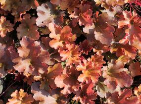 Dlužicha 'Zipper' - Heuchera hybrida 'Zipper'