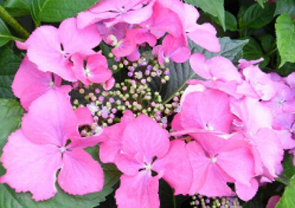 Hortenzie velkolistá 'Blaumeise Pink' - Hydrangea macrophylla 'Blaumeise Pink'