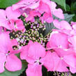 Hortenzie velkolistá 'Blaumeise Pink' - Hydrangea macrophylla 'Blaumeise Pink'